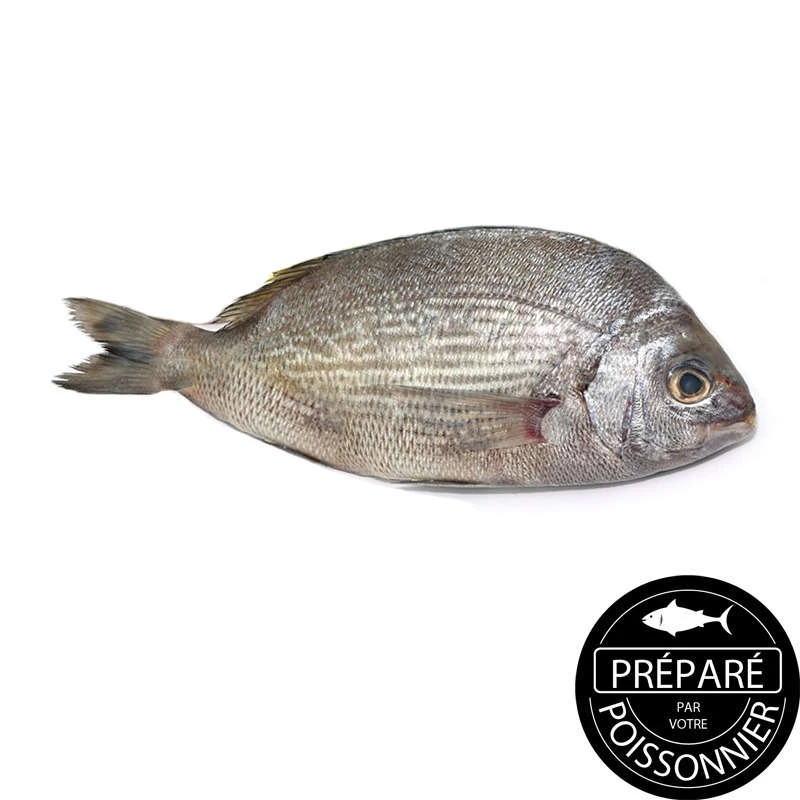 Dorade Royale El.4/600g Kg