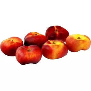 Bq 500g Necta Plate Fr