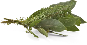 Bó nguyệt quế tươi - AUTRES MARQUES