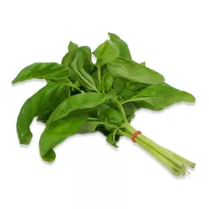 Basilic Frais Botte