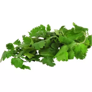 Свежий пучок кориандра - AUTRES MARQUES