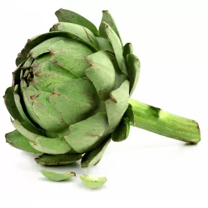 Artisjok stuk - AUTRES MARQUES