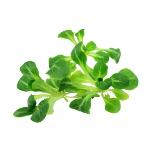 Bq 125g Sld Mache Fr - SANS