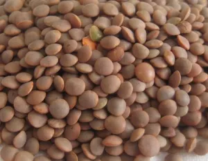 Lentille Rouge Entière 25kg - LÉGUMOR
