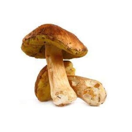 Champignon Cepe Vrac Kg