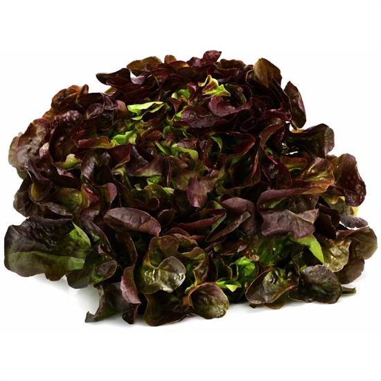 PCE Red Oak Leaf Fr - AUTRES MARQUES