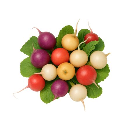 Radis Multicolore Botte