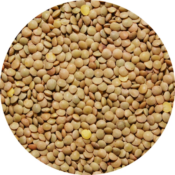 Lentille Blonde 4mm 25kg - Legumor