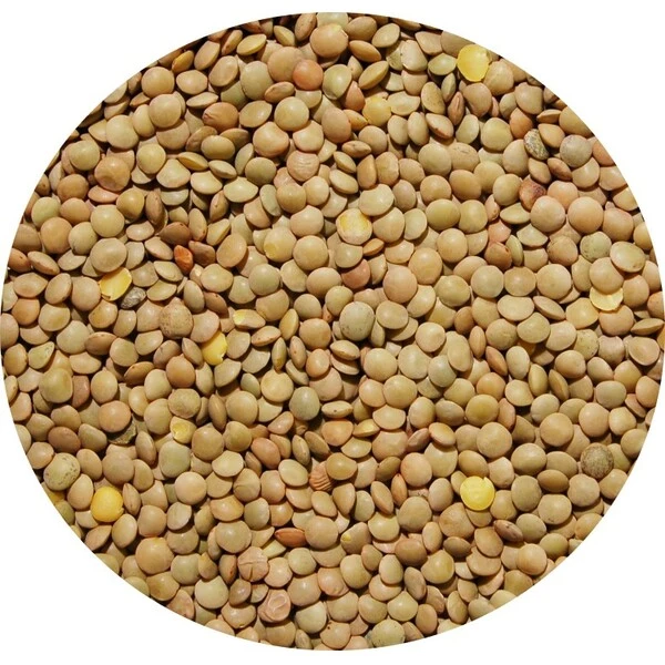 Blonde lentil 6mm 25kg - Legumor