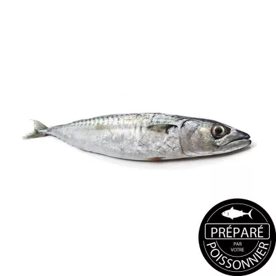 Maquereau Pf Kg