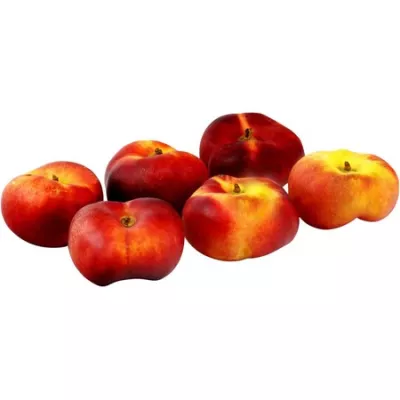 Bq 500g Necta Plate Fr