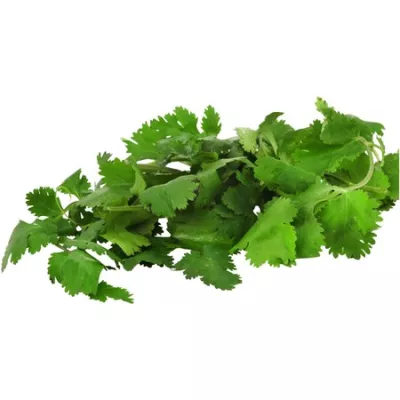 manojo de cilantro fresco - AUTRES MARQUES