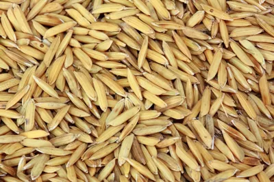 Riz paddy 25kg - RIZ DU MONDE