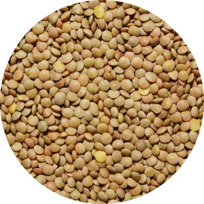 Lentille Blonde 4mm 25kg - LÉGUMOR