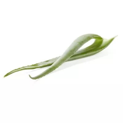 Aloe Vera Bio Stück Fr - SANS