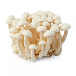 Champignon Shimeji Blanc X 20 X20