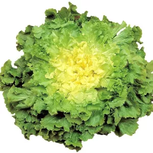 Coeur De Scarole 100%  X6