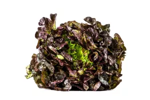 LAITUE FEUILLE DE CHÊNE ROUGE 6 P. FRANCE