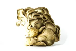 CHAMPIGNON PLEUROTE FRANCE