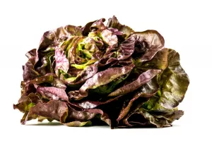 LAITUE ROUGE 6 P. FRANCE