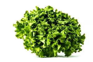 LAITUE BATAVIA BLONDE 6 P. FRANCE