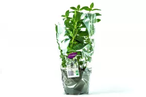 Menthe