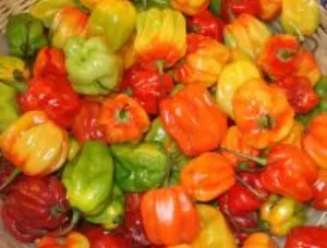 Piment antillais