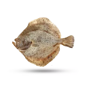 Turbot Elevage Entier 1/1.5kg (1 kg)