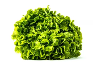 Laitue Feuille De Chene Blonde