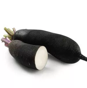 Radis Noir
