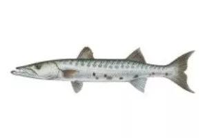 Ganzer Barrakuda 10 kg