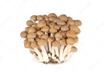 Champignon Shimeji Brun X 20 X20