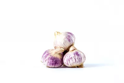 AIL BLANC/VIOLET CAL 60/80 ESPAGNE