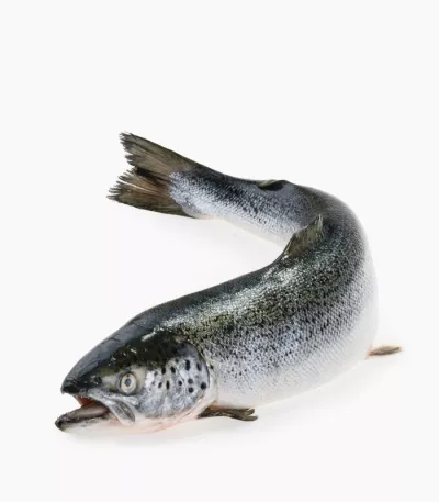 Salmão Inteiro Bio 5/6kg (1kg)