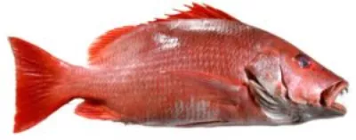 Vivaneau Entier Surgelé 10 kgs