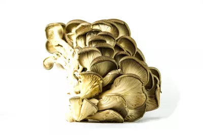 CHAMPIGNON PLEUROTE ITALIE