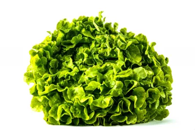 Laitue Feuille De Chene Blonde