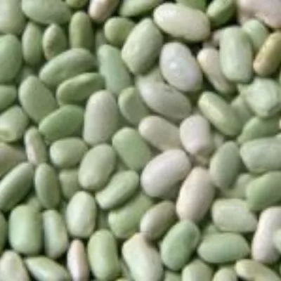 Haricots Chevrier flageolet vert 25kg Legumor