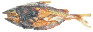 Machoiron Fumé Surgelé 5 kgs